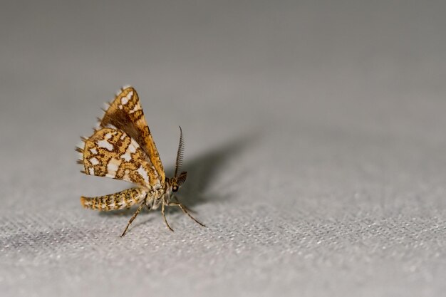 Mariposas nocturnas o polillas en su entorno.