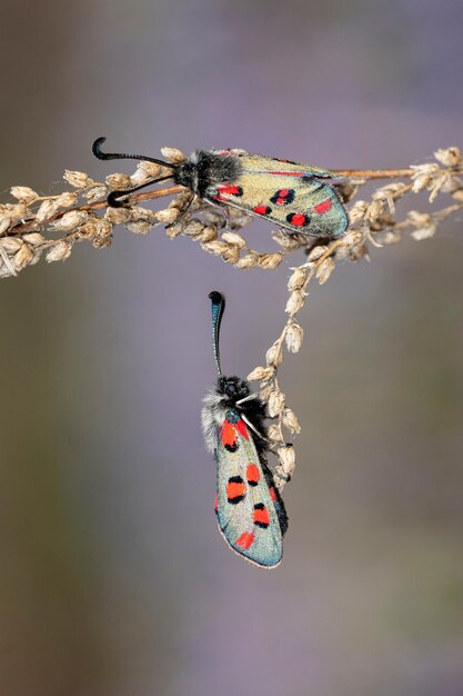 Mariposas nocturnas o polillas en su entorno.