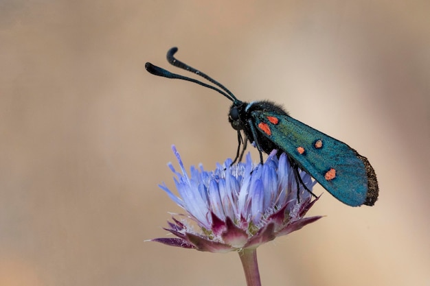 Mariposas nocturnas o polillas en su entorno.