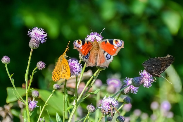 mariposas y otros insectos se sientan en las flores.