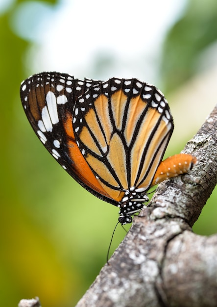 Mariposas en un palo