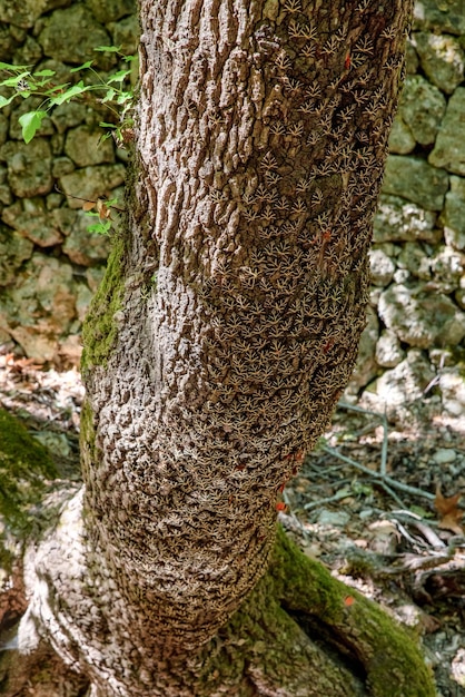 Mariposas Panaxia en el tronco de un árbol en el valle de Butterly en la isla de Rodas en Grecia