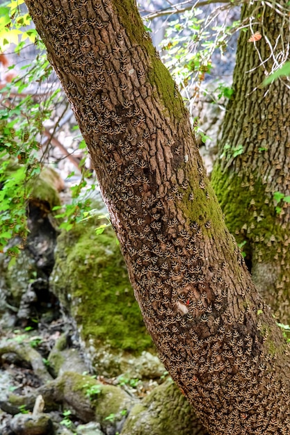 Mariposas Panaxia en el tronco de un árbol en el valle de las mariposas en la isla de Rodas en Grecia