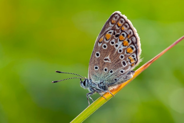 Mariposas de la parte central de Rusia