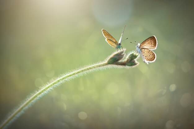 Mariposas en pasto