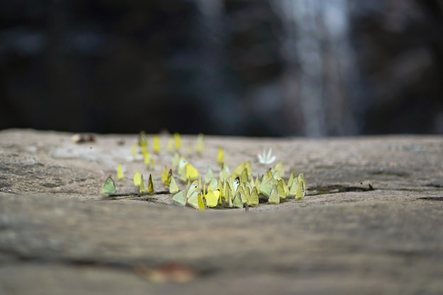 Mariposas de pie sobre piedra