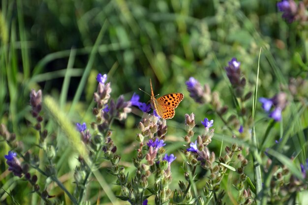 Foto mariposas polinizando en las flores