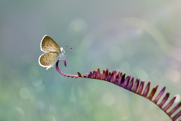 Mariposas en ramitas