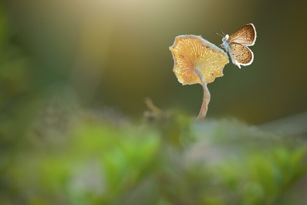 mariposas en setas