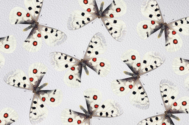 Mariposas sobre un fondo blanco con puntos rojos y puntos negros.