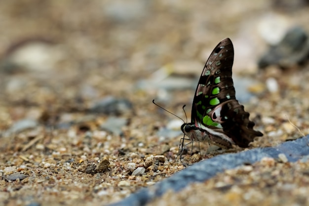 Mariposas (The Jay cola) y flores