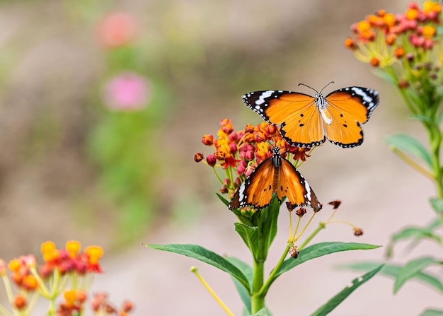 A mariposas de tigre llano en el algodón en un campo