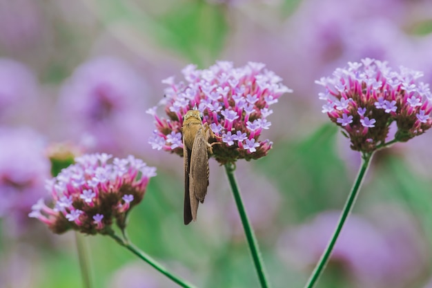 Las mariposas en Verbena florecen y son hermosas en la temporada de lluvias.