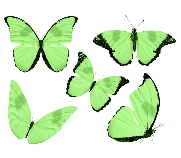 Mariposas verdes aisladas sobre fondo blanco. polillas tropicales. insectos para el diseño. pinturas de acuarela