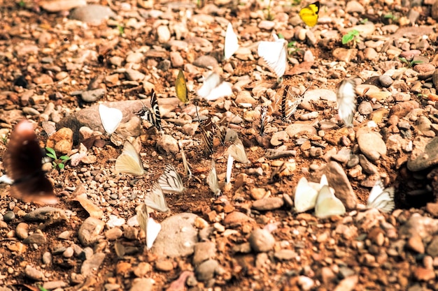 Mariposas volando alrededor de la marisma