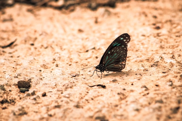 Mariposas volando alrededor de la marisma