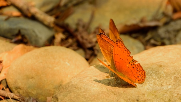 mariposas