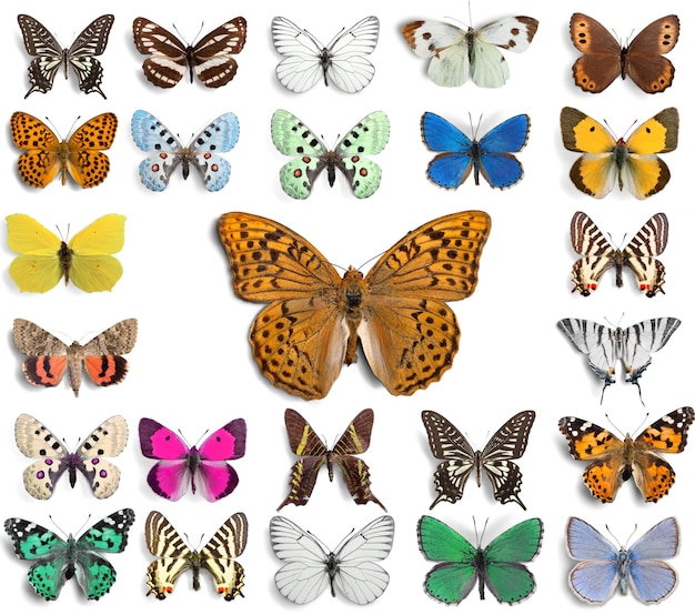 mariposas