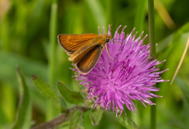 Foto mariposas