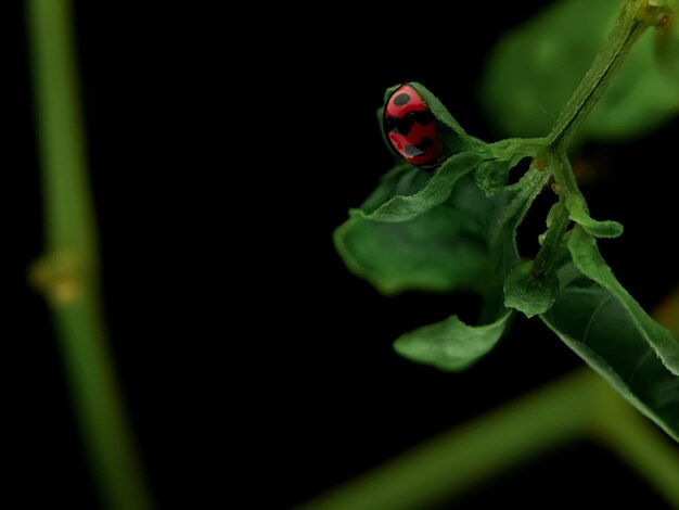 Foto mariquinhas em close-up numa folha verde