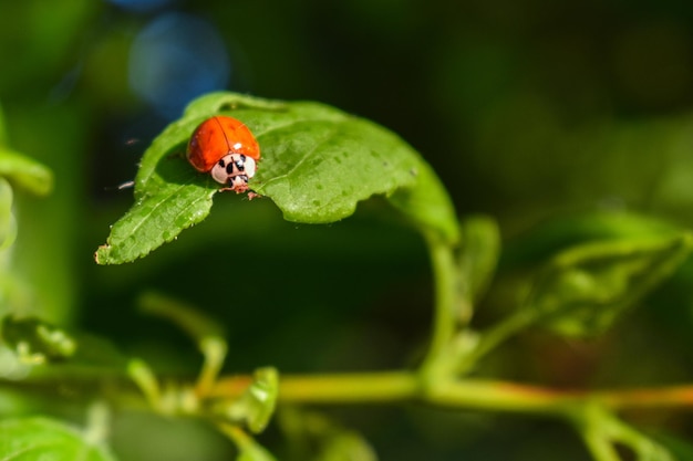 Mariquita comiendo una hoja verde de un árbol en los rayos del sol poniente