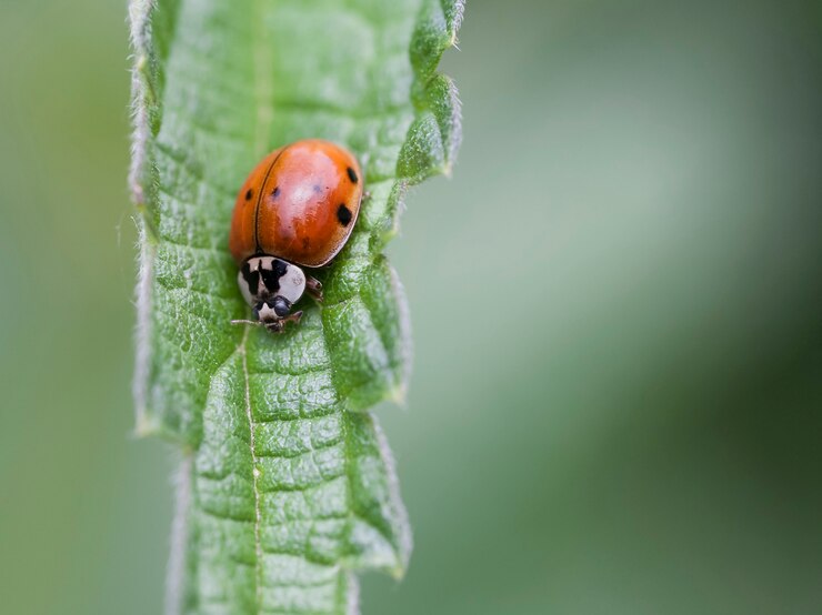 La mariquita está en una hoja verde en la primavera.