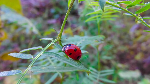 una mariquita está sentada sobre una hoja verde de un arbusto