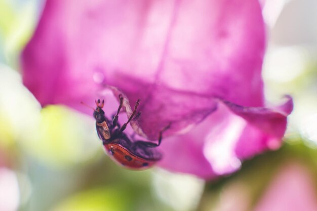 Mariquita en flor de campana de cerca sobre un fondo verde