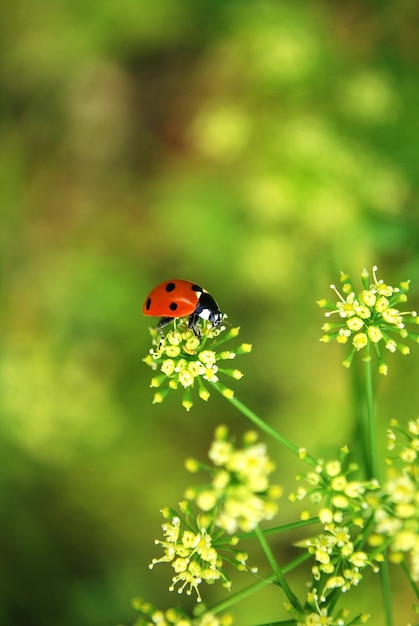 Una mariquita en una flor con un fondo verde