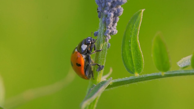 Una mariquita en una flor en el jardín.