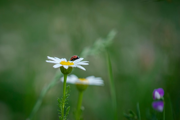 mariquita en la flor