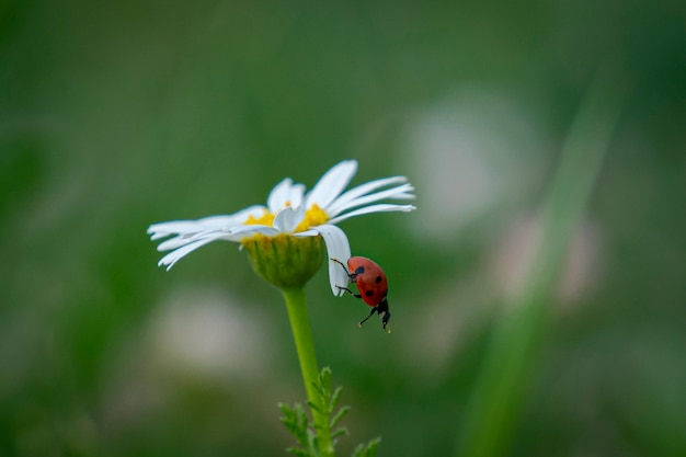 Foto mariquita en la flor