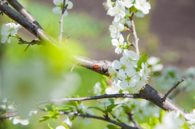 mariquita en flores de cerezo