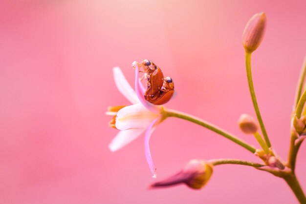 Foto mariquita en flores en el jardín tropical