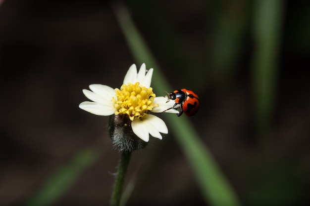 Mariquita de fondo en flores silvestres