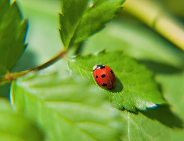 Mariquita en una hoja verde en un día soleado