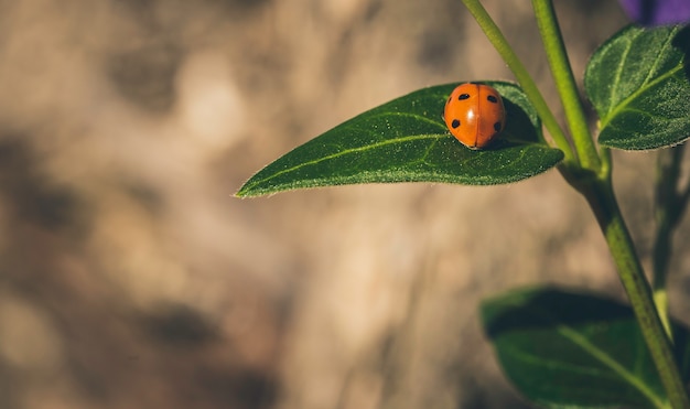 Mariquita en una hoja verde soleada con marrón