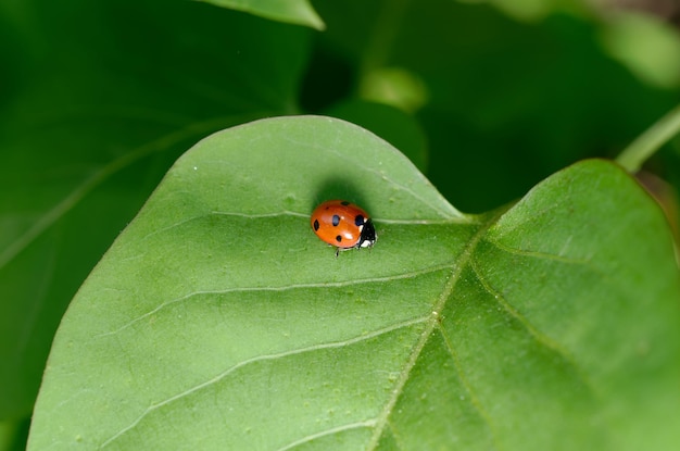 Foto una mariquita en una hoja verde