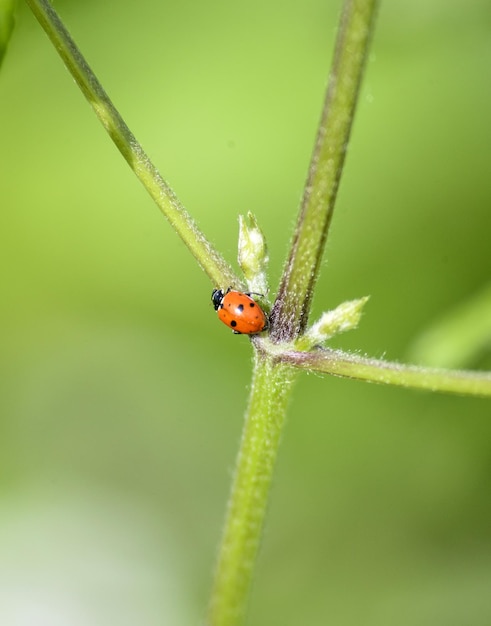 Mariquita en el mundo de los bichos e insectos de las plantas verdes Naturaleza en el concepto de primavera fondo borroso