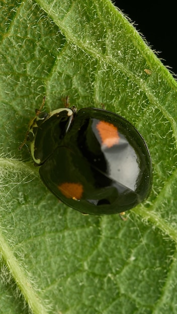 Mariquita negra con manchas naranjas en hojas verdes