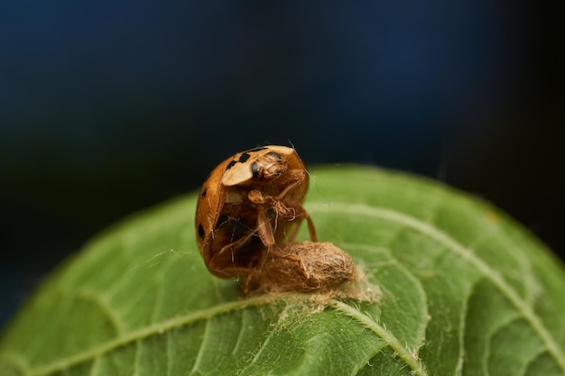 Mariquita parasitada por una avispa Dinocampus Coccinellae