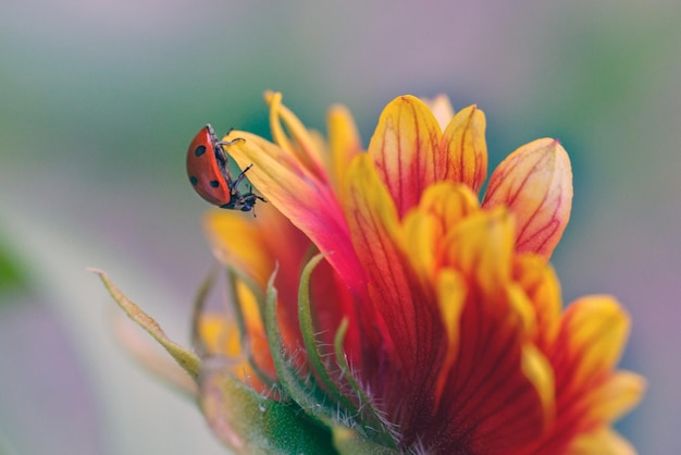 Mariquita en los pétalos de una flor roja Coccinella septempunctata Jardinería