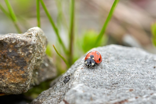 Mariquita en piedra de cerca