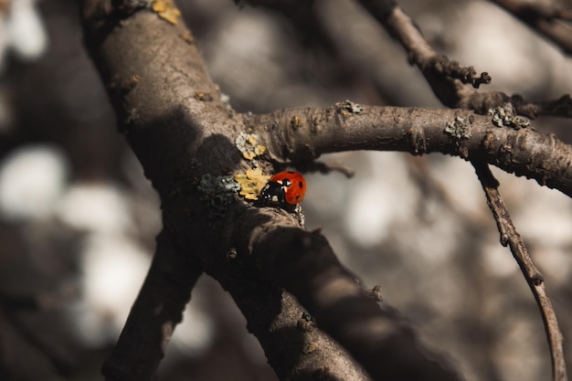 Foto mariquita en la rama de un árbol