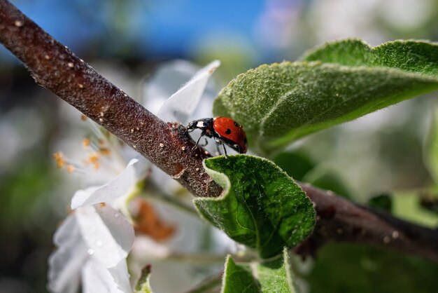 Mariquita roja con puntos negros insecto se arrastra en una rama fotografía de la naturaleza gotas de lluvia y rocío