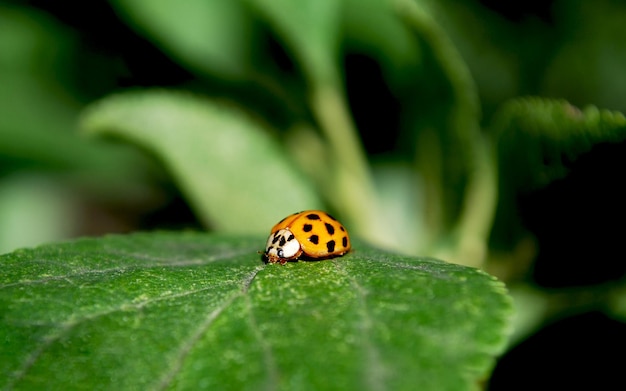 Una mariquita se sienta en una hoja verde.