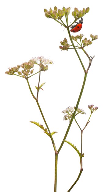 Mariquita de siete puntos o mariquita de siete puntos - Coccinella septempunctata