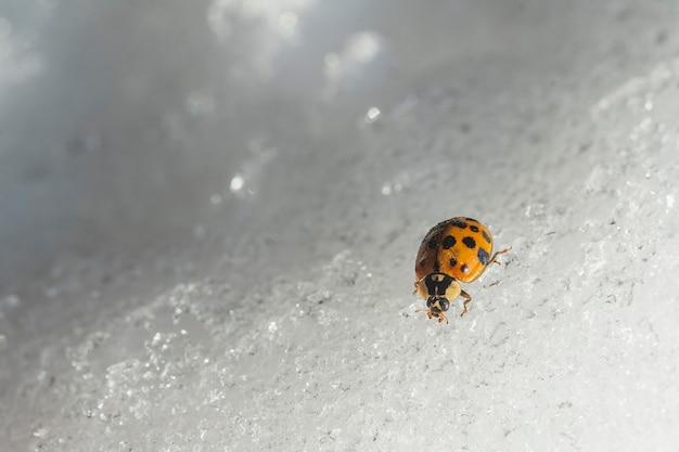 Mariquita sobre la nieve blanca en invierno, cerrar