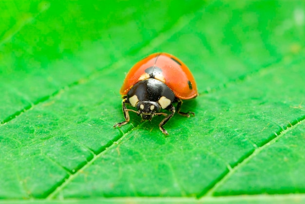 Mariquita en verde