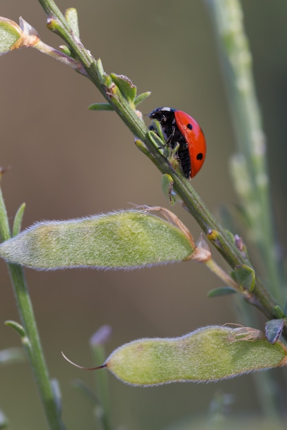 Mariquita